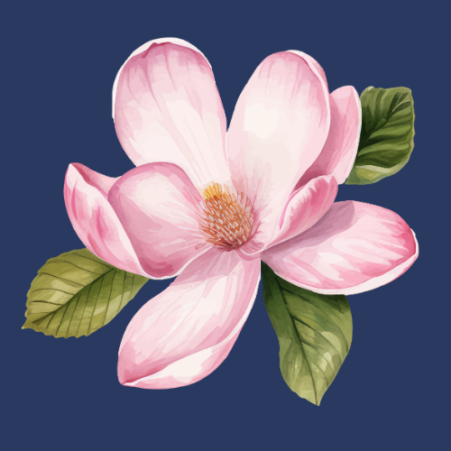 Pink Magnolia Flower on a navy blue background