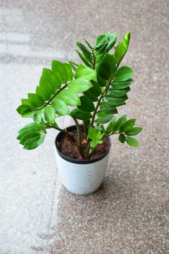 ZZ plant. House plant in pot