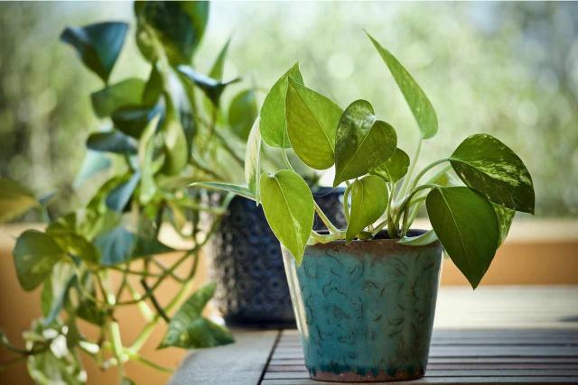 pothos plants