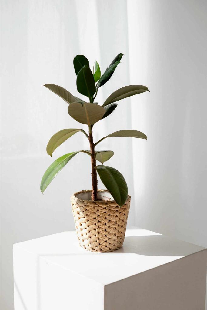 rubber tree house plant