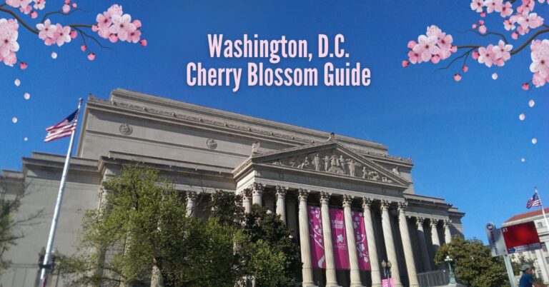 Cherry Blossom Guide