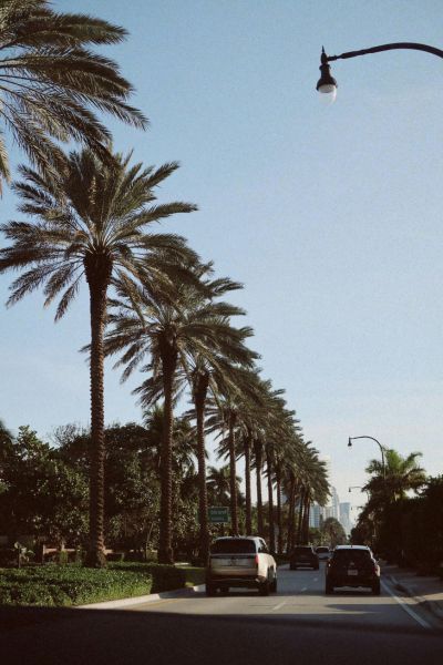 Cars driving along a palm-lined road under a clear blue sky.