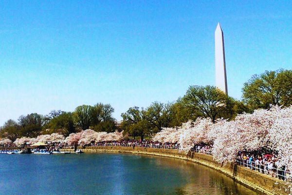 Cherry Blossom Washington Monument