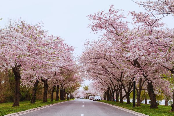 cherry blossom lined street