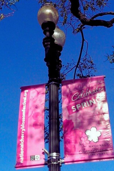 cherry blossom festival sign