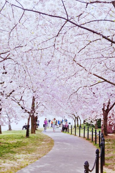 Cherry Blossoms Washington DC