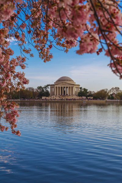 Cherry Blossoms Washington DC at Tidal Basin