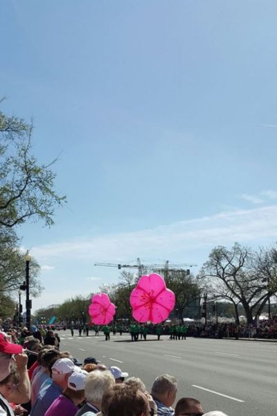 cherry blossom parade