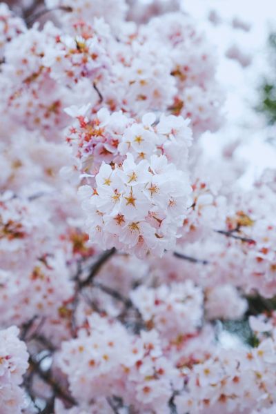 Peak Bloom