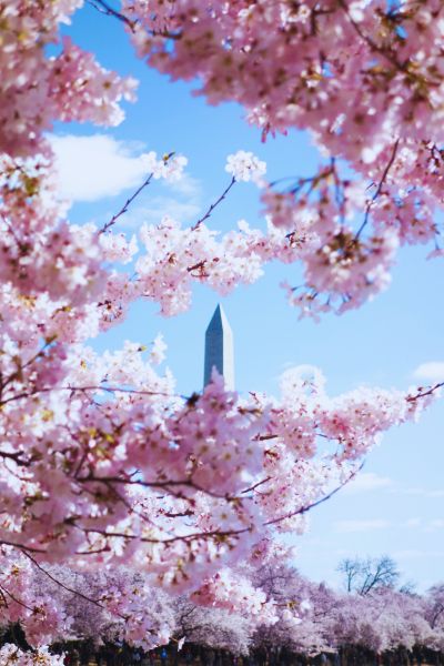 Peak bloom Washington Monument