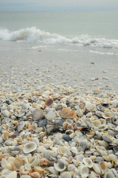 A close-up of seashells scattered across a sandy beach with gentle waves in the background.